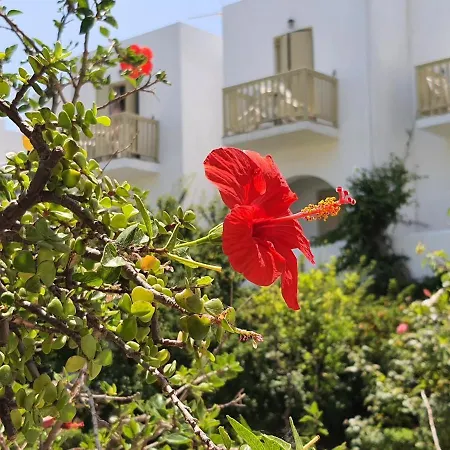 Vidalis 3* キオニア